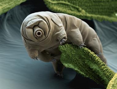 The micro animal tardigrades or water bears can survive extreme space conditions including massive radiation it can also go without water for over 10 years