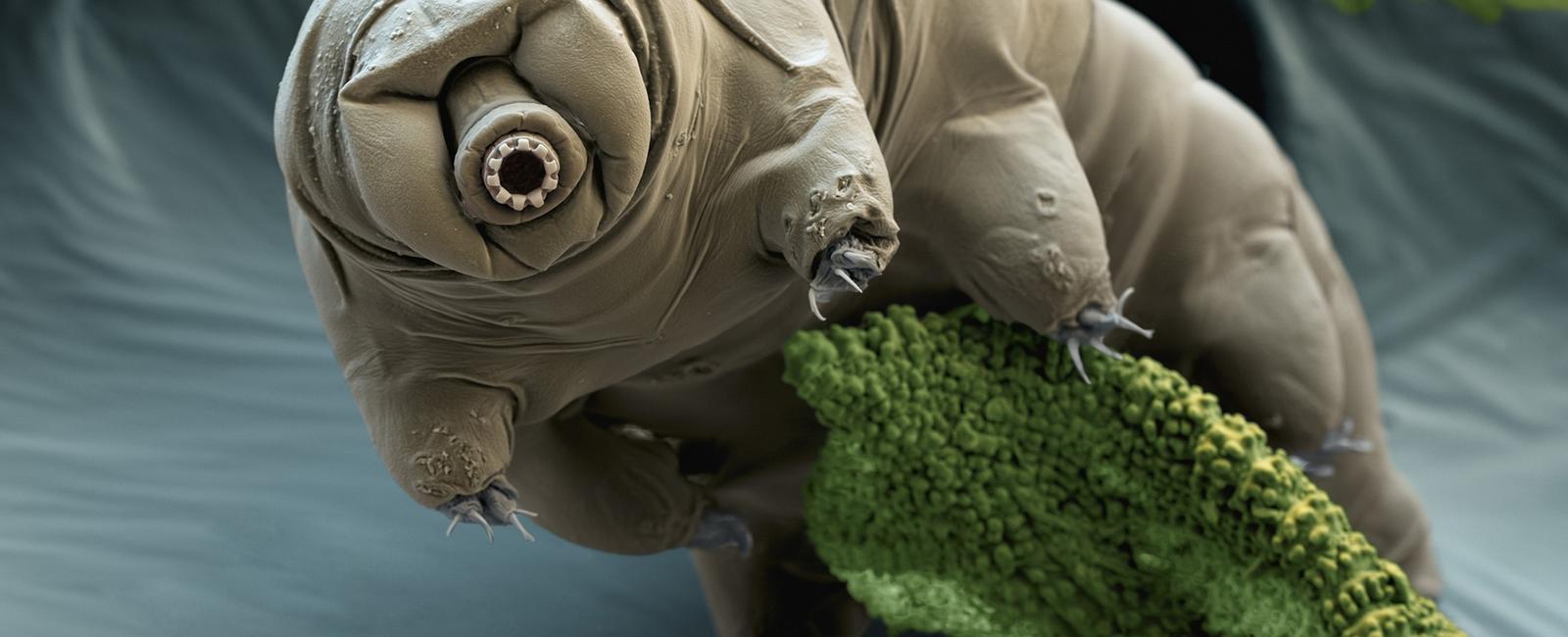 The micro animal tardigrades or water bears can survive extreme space conditions including massive radiation it can also go without water for over 10 years