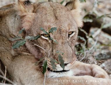 Lions sleep as much as 13 16 hours during the day they re not lazy creatures they re conserving enough energy to go out and hunt during night time when there s better prey and their vision is better