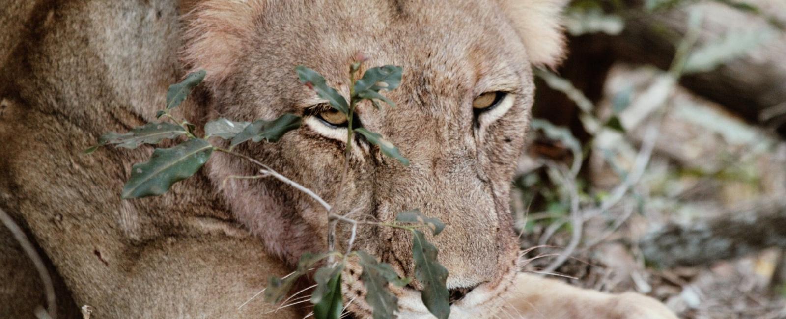 Lions sleep as much as 13 16 hours during the day they re not lazy creatures they re conserving enough energy to go out and hunt during night time when there s better prey and their vision is better