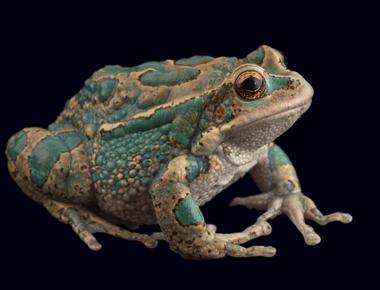 There are approximately 4 810 known species of frogs in the world