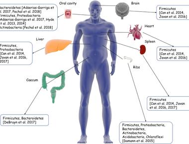 Your death microbiome could catch your killer