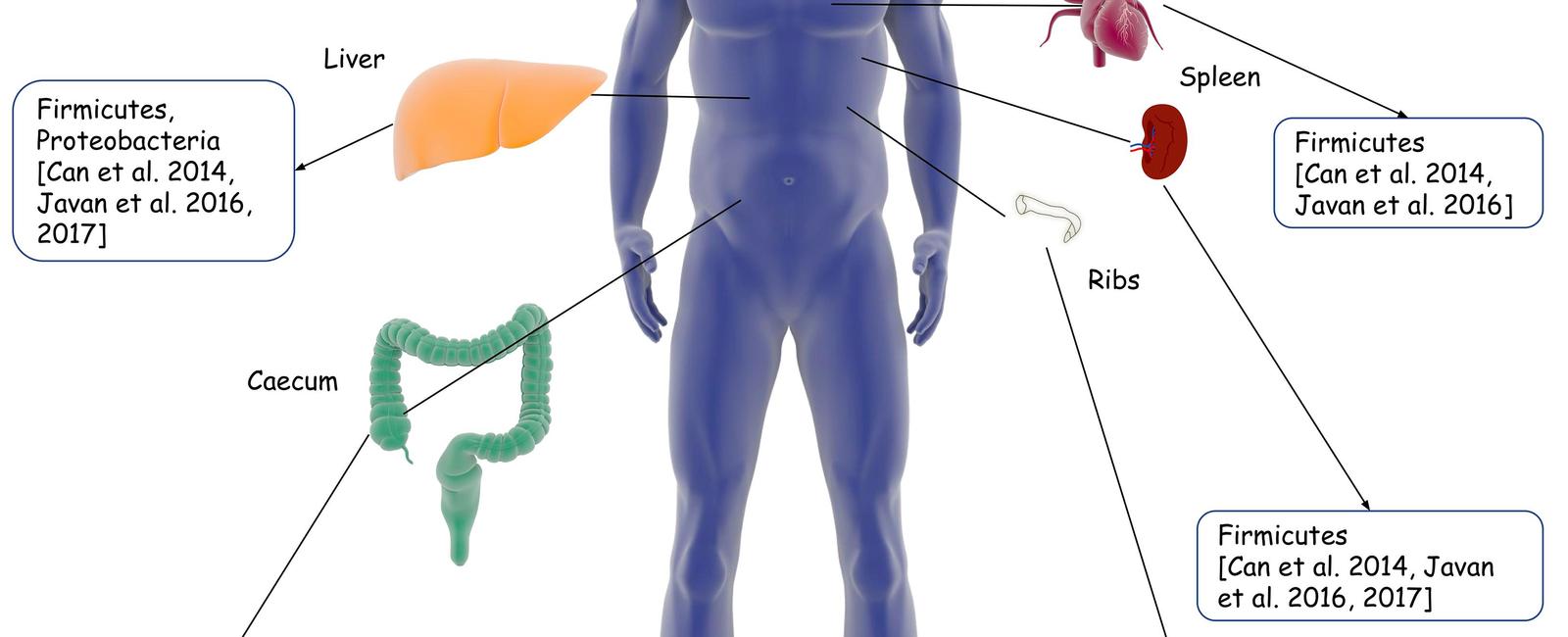 Your death microbiome could catch your killer