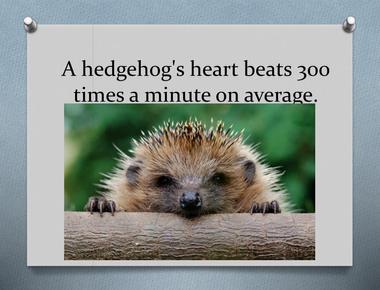 On average a hedgehog s heart beats 300 times a minute