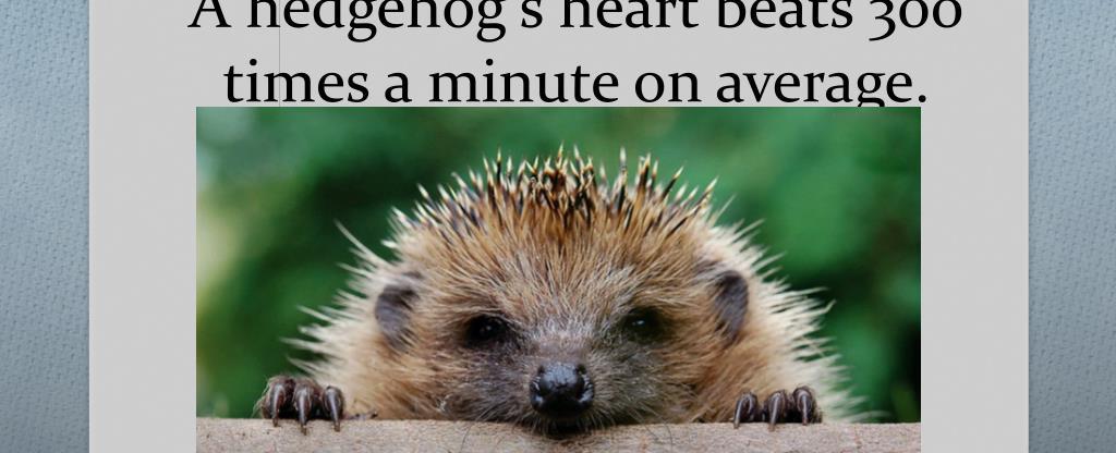 On average a hedgehog s heart beats 300 times a minute