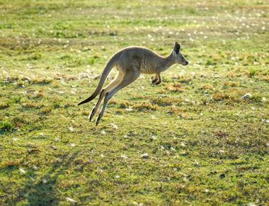 A kangaroo can t jump unless its tail is touching the ground