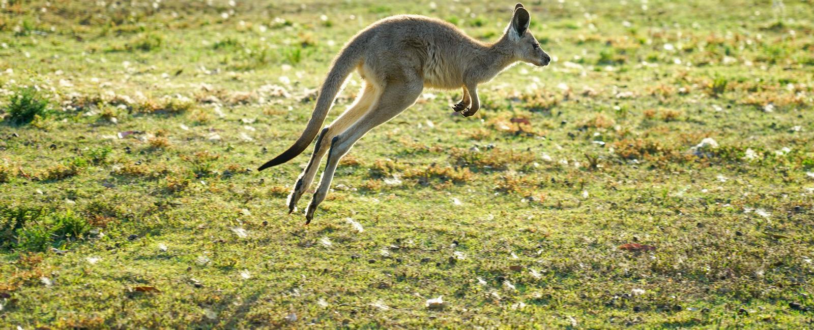 A kangaroo can t jump unless its tail is touching the ground
