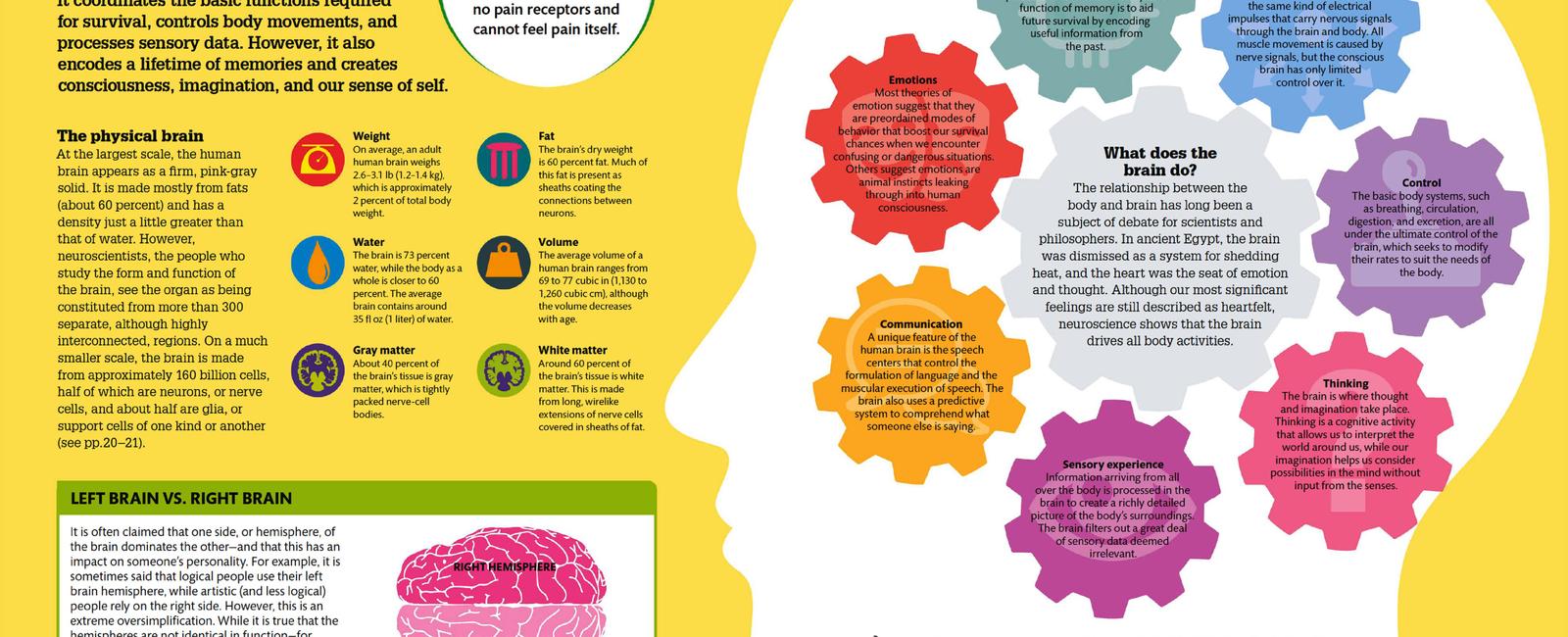 Events occurring in the brain when we are in love have similarities with mental illness