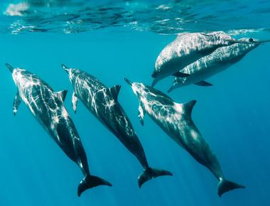 Dolphins can put one side of the brain to sleep as they swim while the other side remains alert then they can switch putting the other hemisphere to sleep