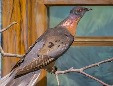 Now extinct passenger pigeons could have been the most abundant bird species in north america and the world they were so great in numbers that hunters mistakenly believed they d never be extinct