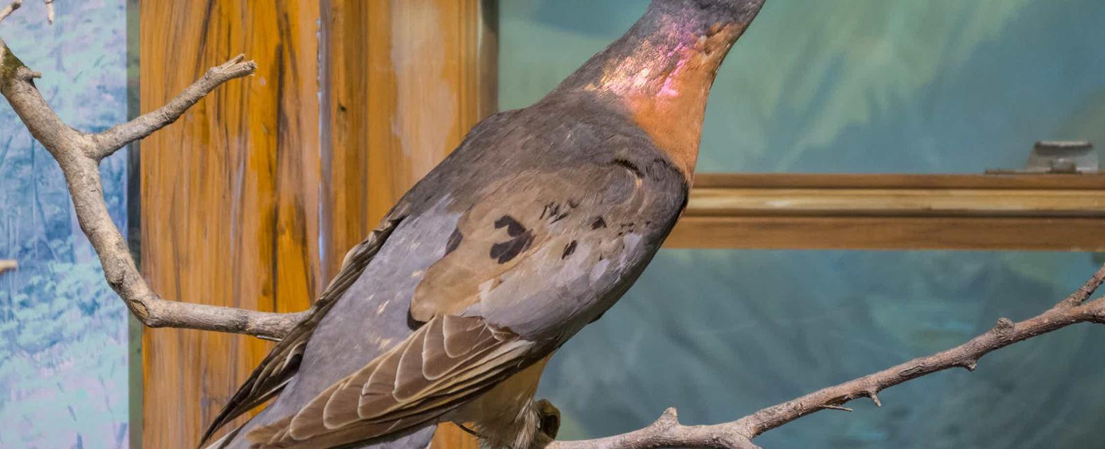 Now extinct passenger pigeons could have been the most abundant bird species in north america and the world they were so great in numbers that hunters mistakenly believed they d never be extinct