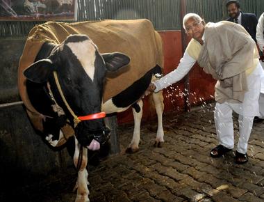 India is home to over 280 million cows