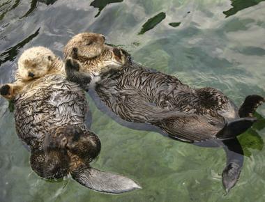 Otters are known to be monogamous animals who hold hands when they sleep in the water they try to avoid floating away from their partners or family members while resting