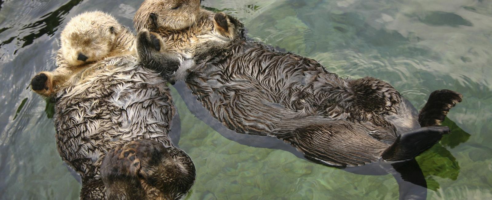 Otters are known to be monogamous animals who hold hands when they sleep in the water they try to avoid floating away from their partners or family members while resting