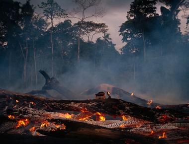 About 17 percent of the amazonian rainforest has been destroyed over the past 50 years