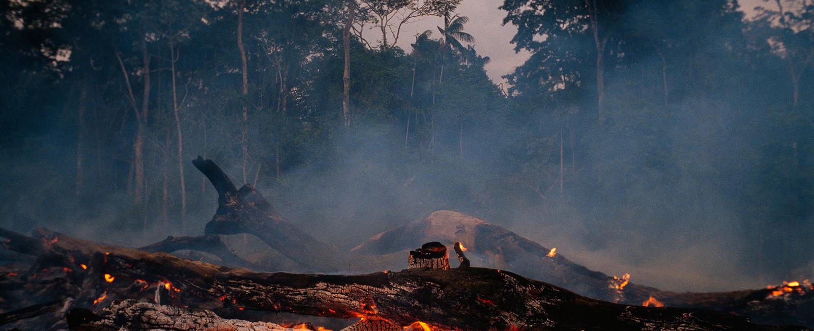 About 17 percent of the amazonian rainforest has been destroyed over the past 50 years