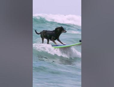 Abbie girl a dog in san diego rode the longest wave ever surfed by a dog in 2011 the wave measured 352 feet 107 meters