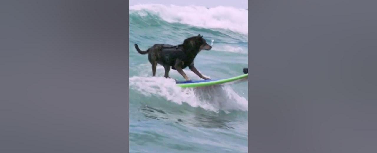 Abbie girl a dog in san diego rode the longest wave ever surfed by a dog in 2011 the wave measured 352 feet 107 meters