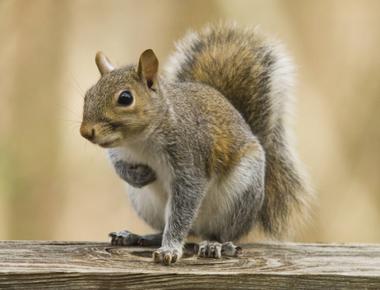 Squirrels can t burp and vomit