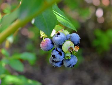 Blueberries are native to which continent north america