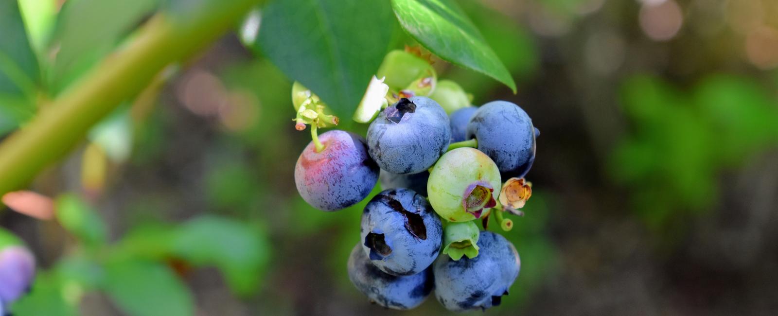 Blueberries are native to which continent north america