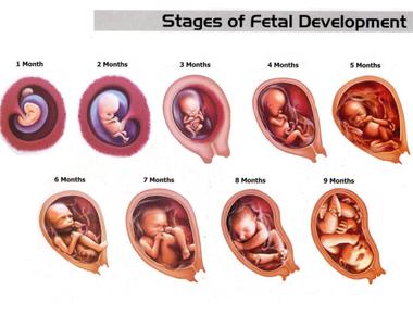 For the first 2 weeks of pregnancy all embryos are female