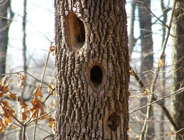 Woodpeckers drill holes in trees searching for insects to eat they can peck up to 20 times a second they peck as much as 8 000 to 12 000 times a day