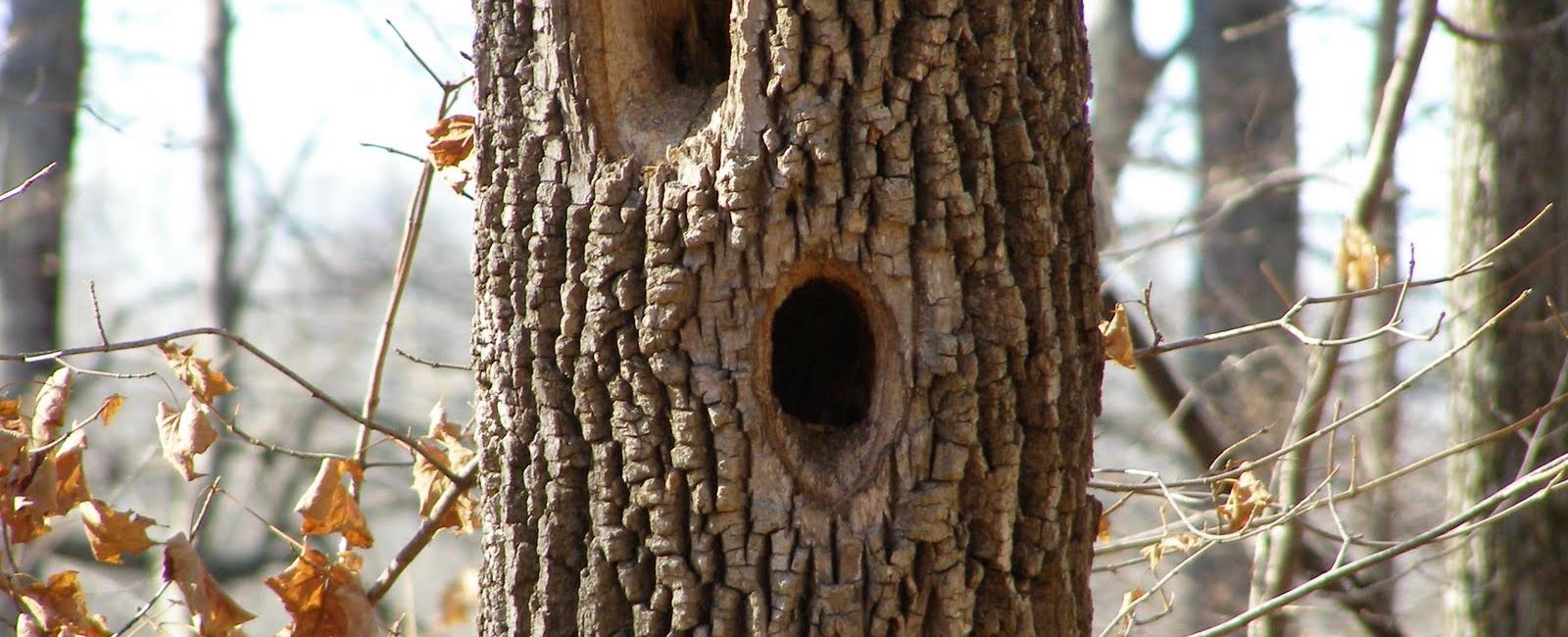 Woodpeckers drill holes in trees searching for insects to eat they can peck up to 20 times a second they peck as much as 8 000 to 12 000 times a day