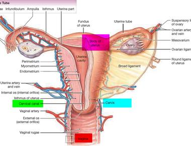 The rhythmic pulsating motion of the vaginal walls during female orgasm is designed to push sperm up toward the uterus and into the cervix