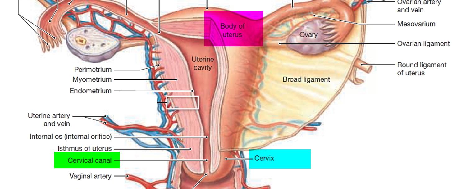 The rhythmic pulsating motion of the vaginal walls during female orgasm is designed to push sperm up toward the uterus and into the cervix