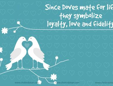 Doves are symbols of love and fidelity because they mate for life