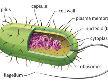 Some bacteria move up to 1 500 times per second allowing them to travel 10 times their body length in a second