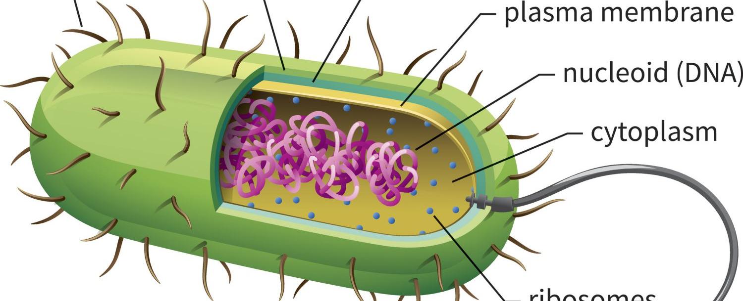 Some bacteria move up to 1 500 times per second allowing them to travel 10 times their body length in a second