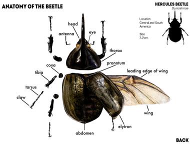 Which part of a beetle s body is a skeleton the outside