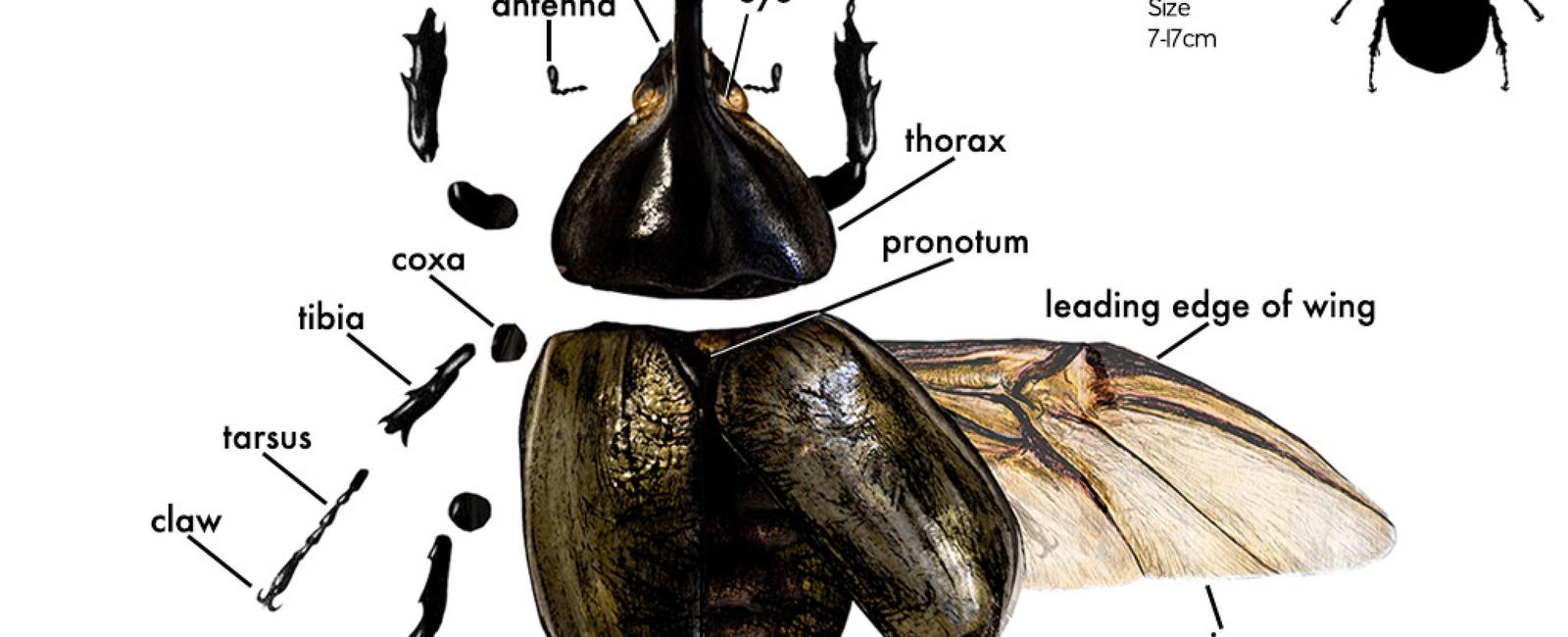 Which part of a beetle s body is a skeleton the outside