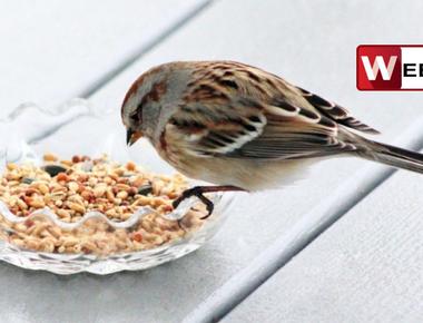 The red billed quelea is the most common bird on earth