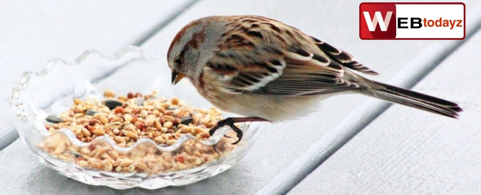 The red billed quelea is the most common bird on earth