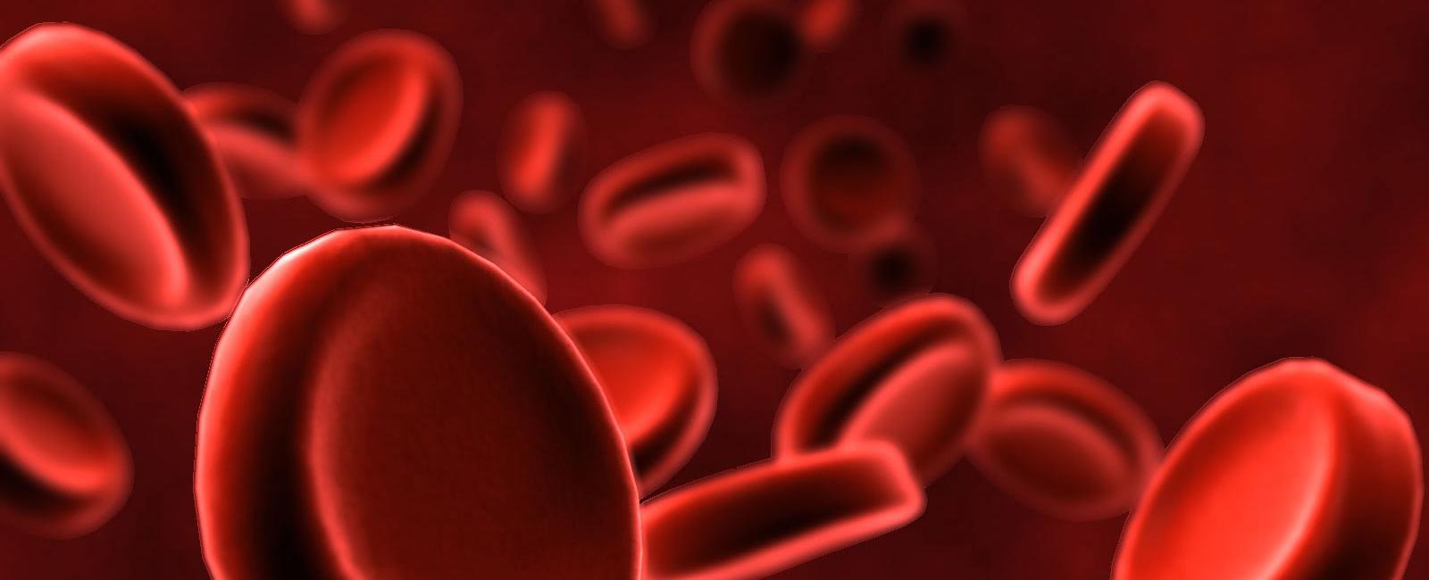 An individual blood cell takes about 60 seconds to make a complete circuit of the body