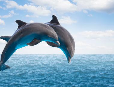 Dolphins are intelligent animals that display a wide range of unique behaviors