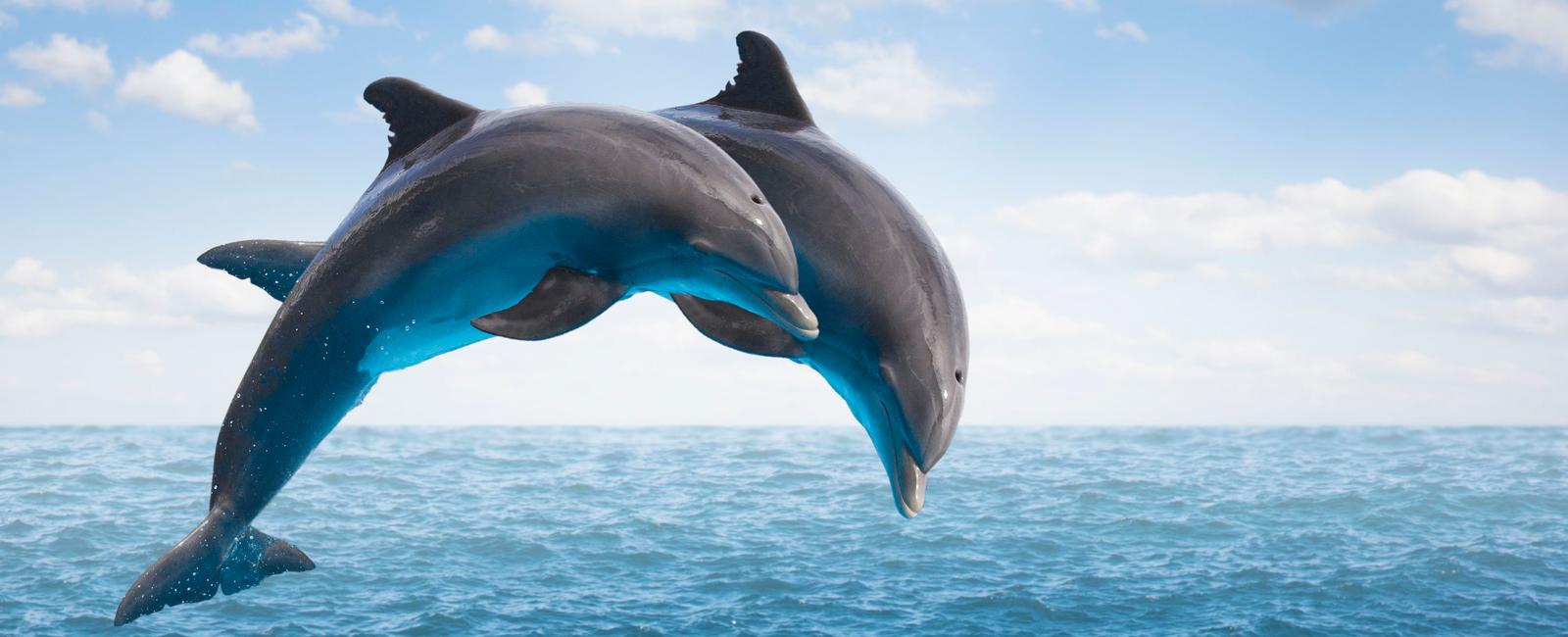 Dolphins are intelligent animals that display a wide range of unique behaviors