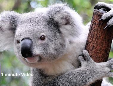 Koalas sleep around 18 hours a day