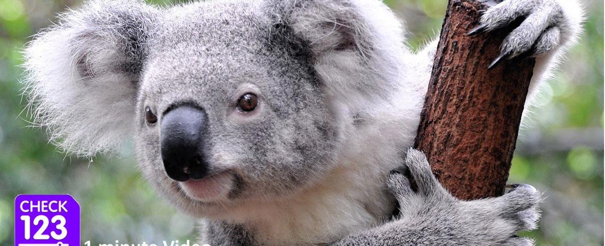 Koalas sleep around 18 hours a day