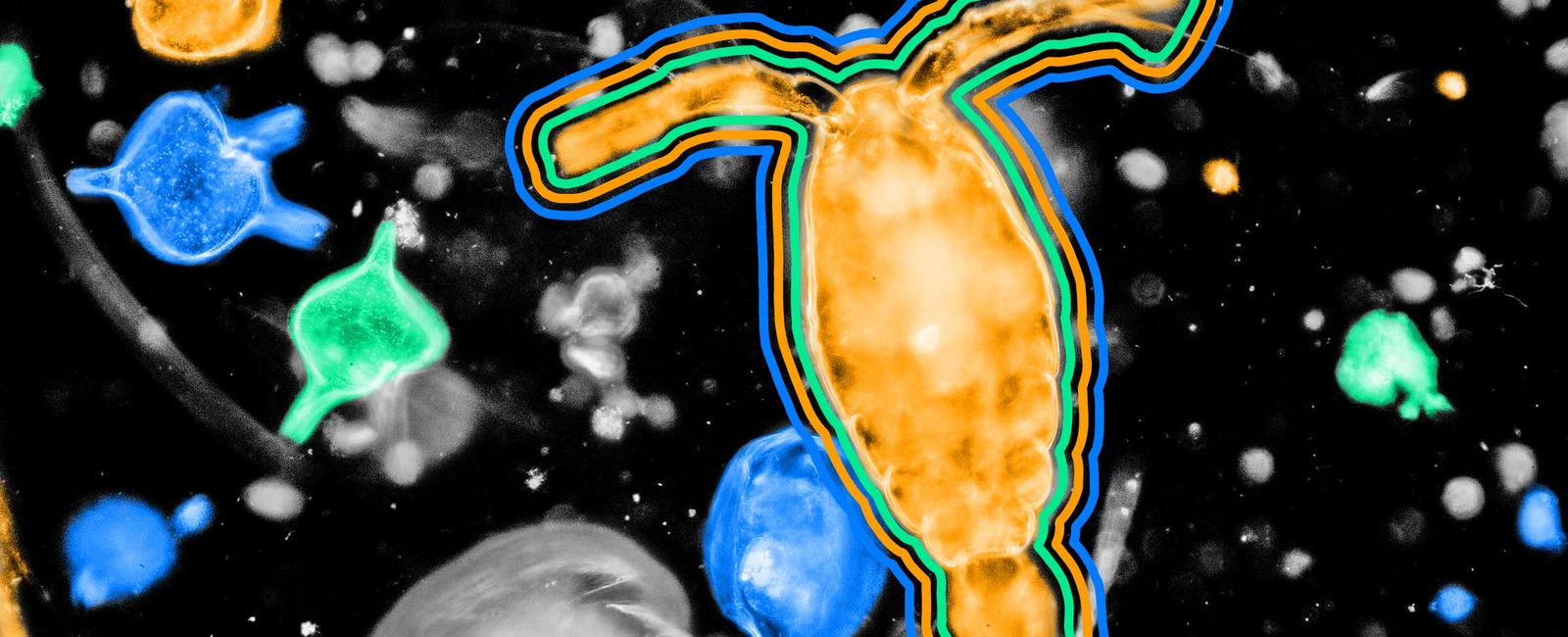 About 50 80 of the earth s oxygen comes from the ocean thanks to oceanic plankton this group includes algae drifting plants and a few bacteria