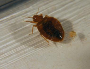 Bugs do sleep it s just hard to tell or measure since they have regular deep rest states and sleep like states many insects like bees and fruit flies don t perform well when lacking sleep