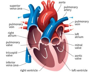 The human heart is the hardest working muscle in the body it pumps 2 ounces 71 grams of blood per heartbeat