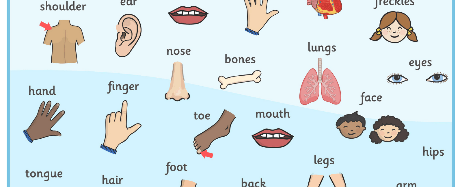 There are 10 human body parts that are only 3 letters long eye hip arm leg ear toe jaw rib lip gum