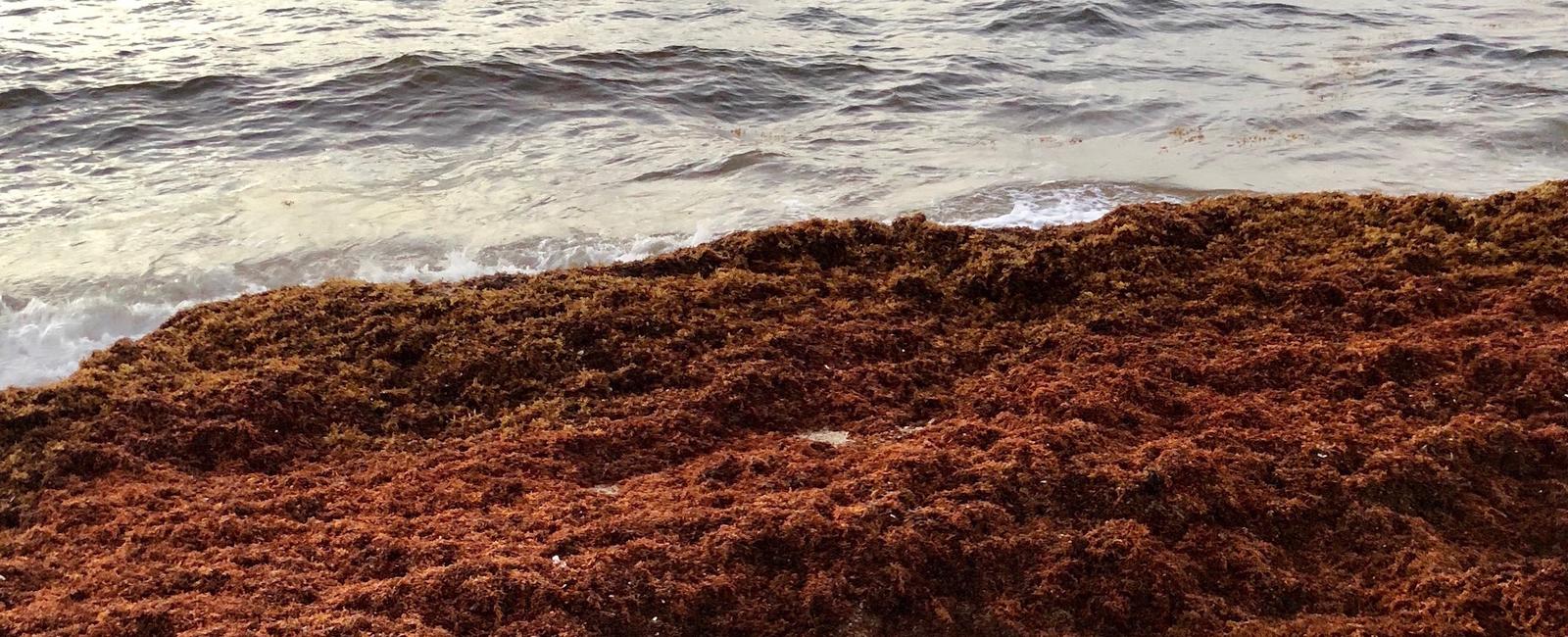 Since 1973 it has been illegal to pick up seaweed on new hampshire beaches at night