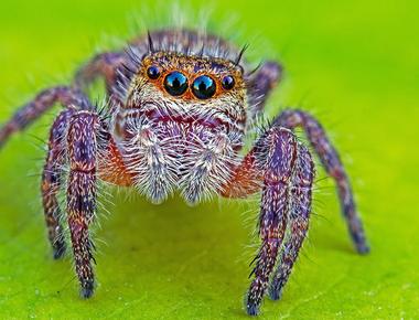 Spiders could theoretically eat every human being on the planet and still be very hungry