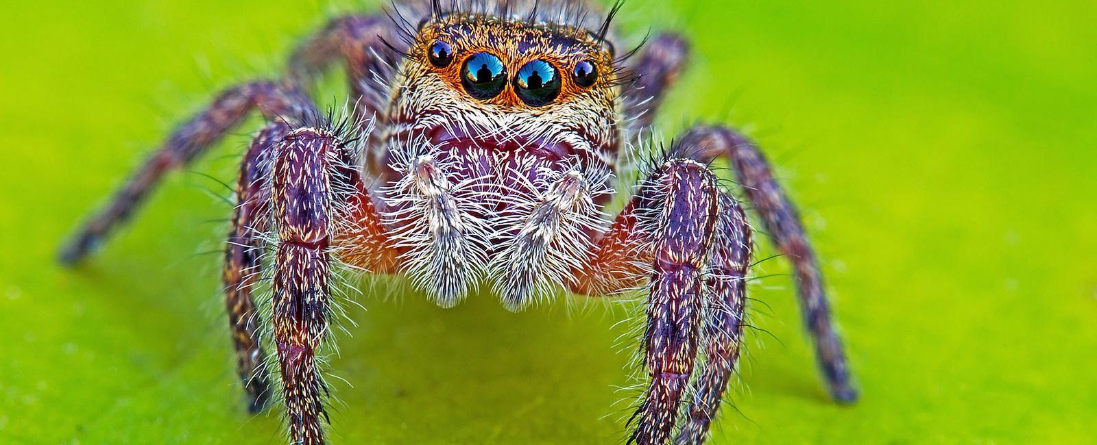 Spiders could theoretically eat every human being on the planet and still be very hungry
