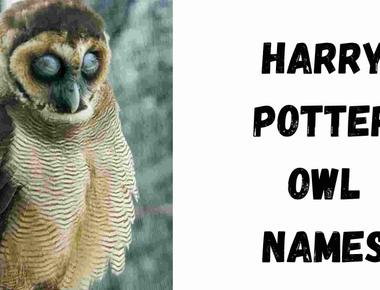 It took six months for the owls in the harry potter film franchise to learn how to fly and carry letters at the same time